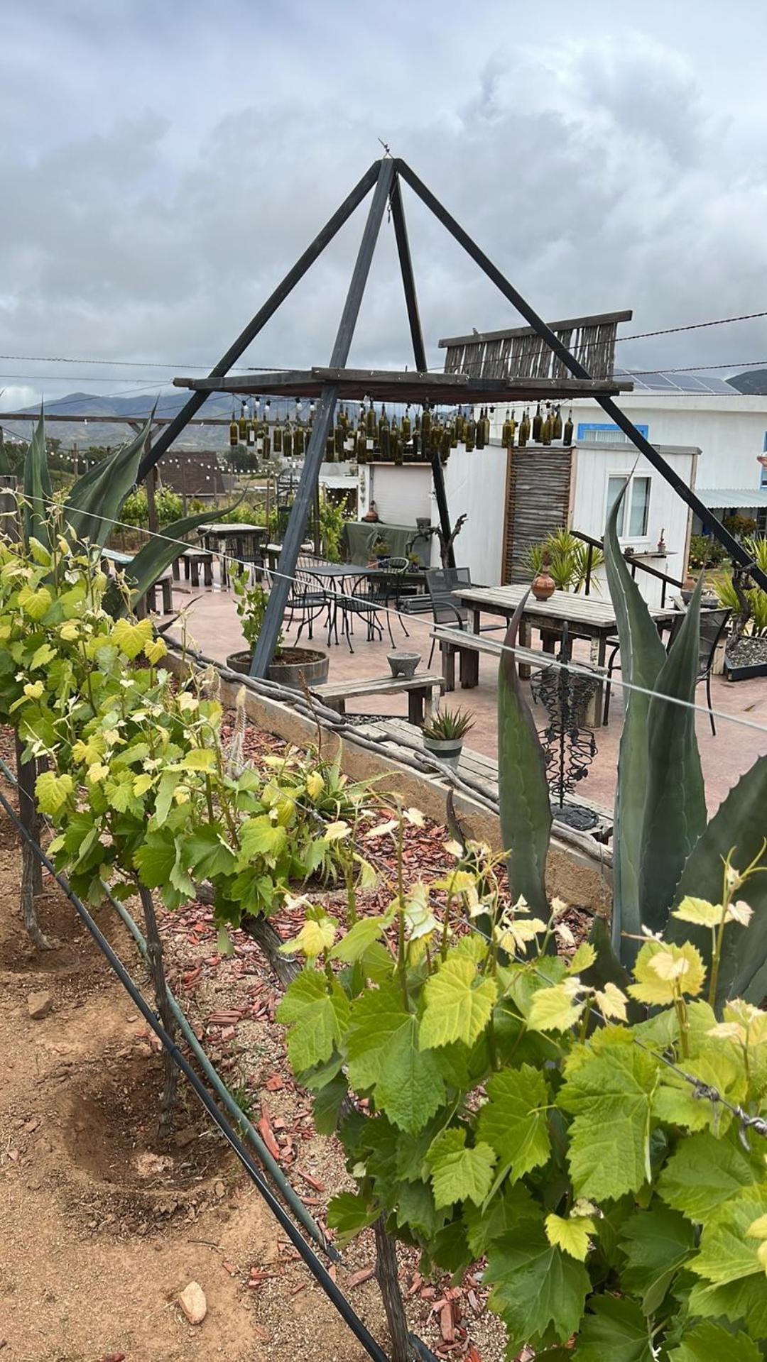 Santerra, Valle De Guadalupe Buitenkant foto