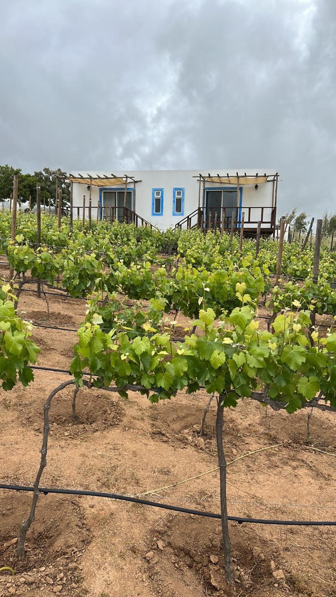 Santerra, Valle De Guadalupe Buitenkant foto