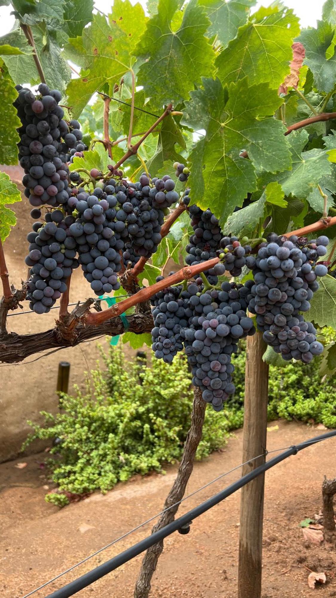 Santerra, Valle De Guadalupe Buitenkant foto